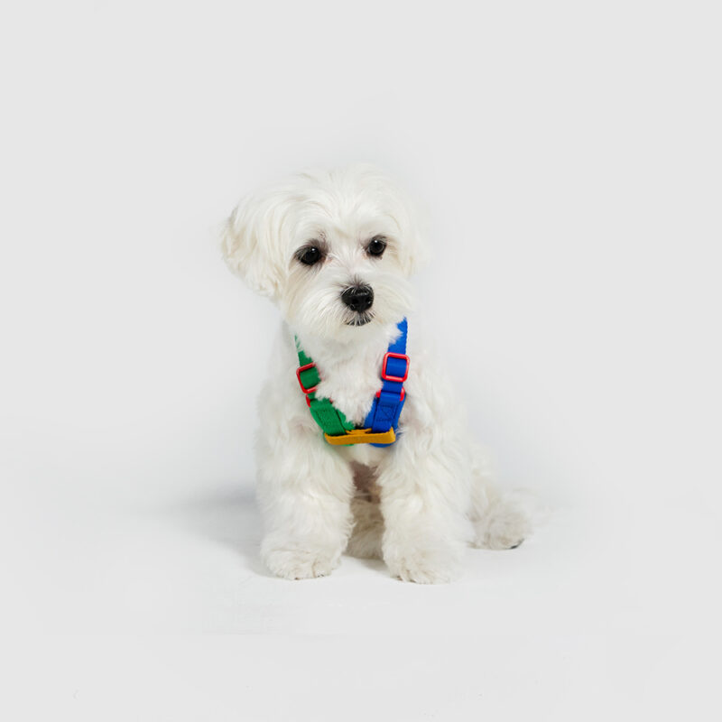 斯普尼克胸背帶 拼色