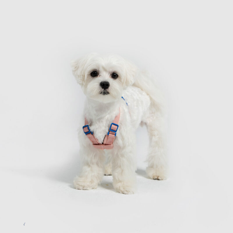 斯普尼克胸背帶 粉色