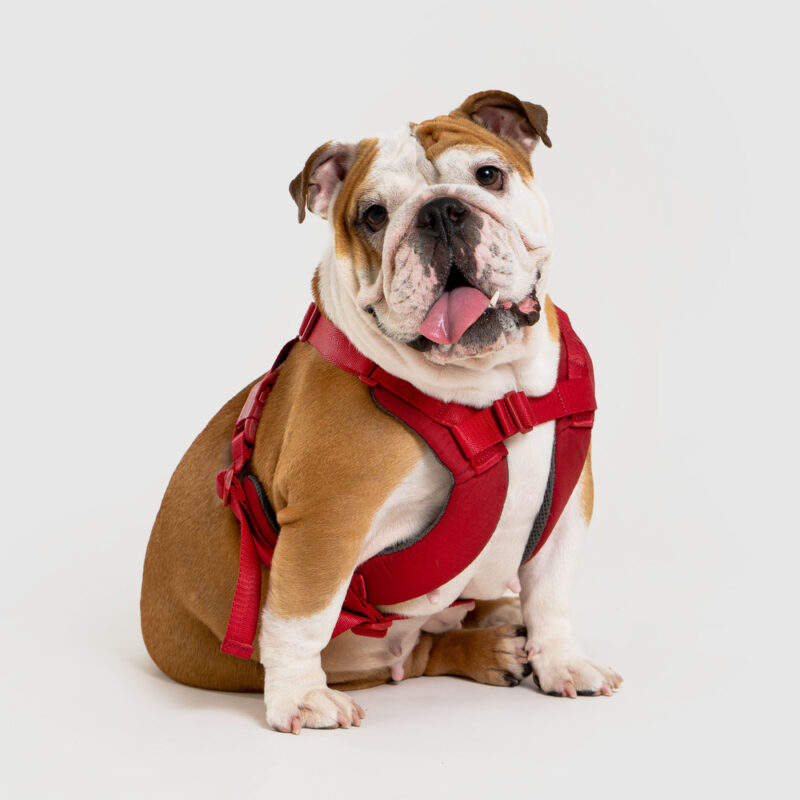 斯普尼克胸背帶 紅色