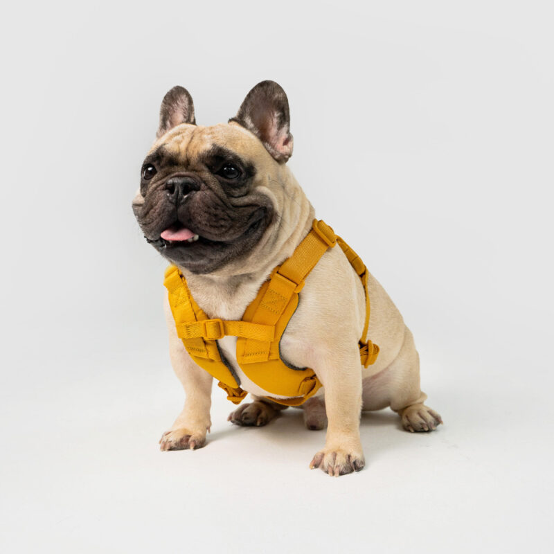 斯普尼克胸背帶 黃色