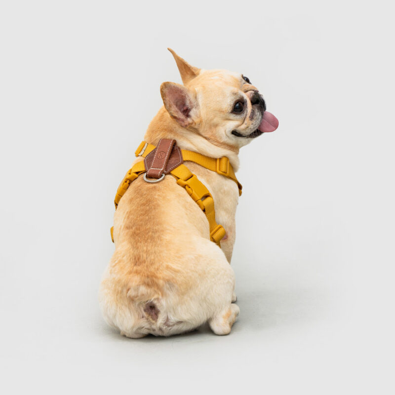 斯普尼克胸背帶 黃色